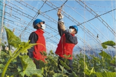 遼寧建平：供電服務(wù)送進農(nóng)戶大棚