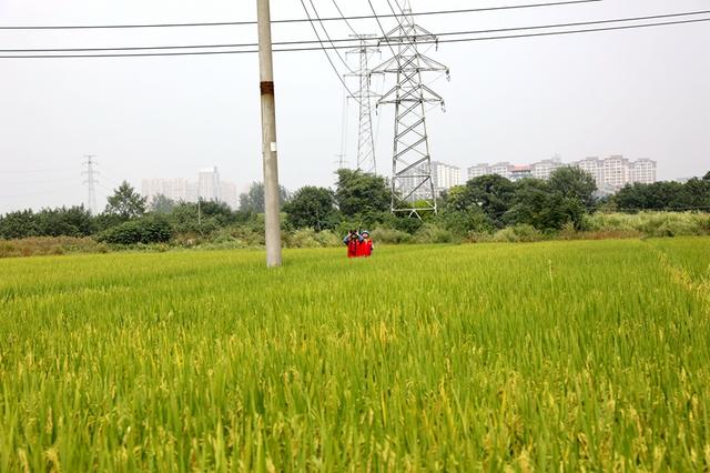 國(guó)網(wǎng)高安市供電公司紅馬甲傾力服務(wù)農(nóng)戶(hù) 確保秋糧顆粒歸倉(cāng)