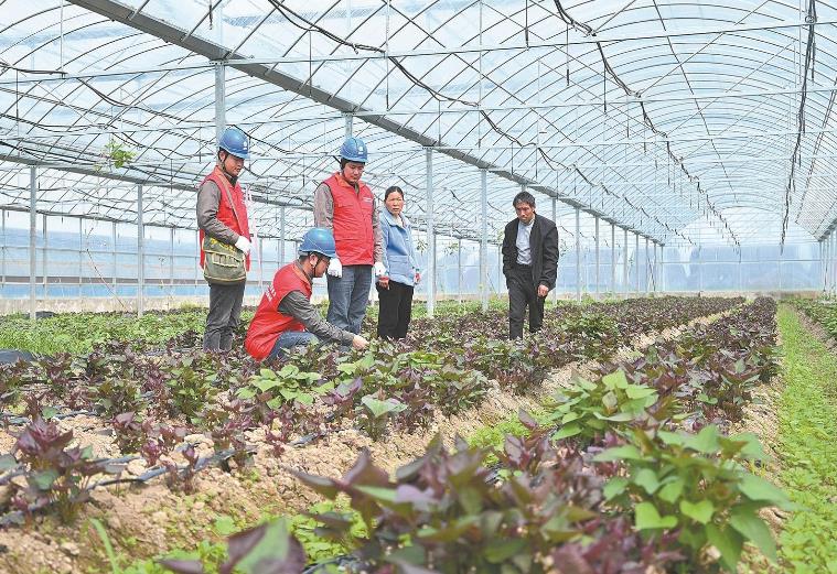 河南息縣：供電服務(wù)貼心，種植紅薯有信心”